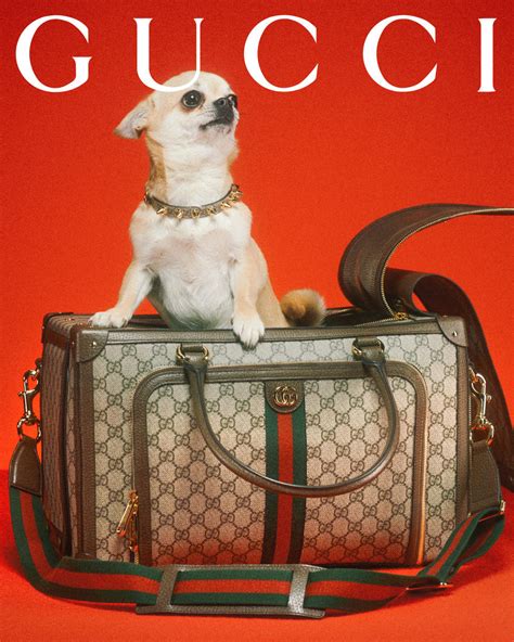 gucci pet jongens|designboom gucci pet.